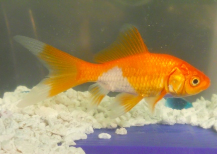 New Goldfish 2010-02-05