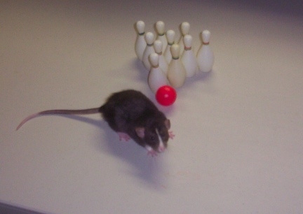 Rat Bowling Little Mac First Lesson 2