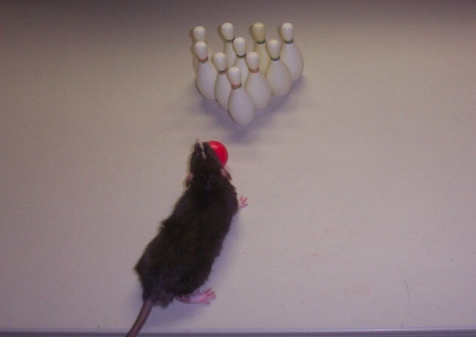 Rat Bowling Little Mac First Lesson